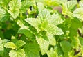 Peppermint Plant. Royalty Free Stock Photo