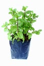 Peppermint plant