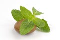Peppermint, sage, Kitchen Mint, Marsh Mint (Mentha cordifolia Opiz.)