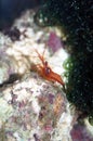 Peppermint shrimp (Lysmata wurdemanni)