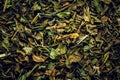 Peppermint tea macro background Royalty Free Stock Photo
