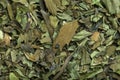 Peppermint tea in macro Royalty Free Stock Photo
