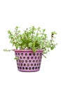 Peppermint tree in pink plastic basket isolated on white background. Royalty Free Stock Photo