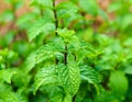 peppermint trees Royalty Free Stock Photo
