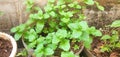Peppermint type mint trees grow well in pots Royalty Free Stock Photo