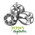 Peppers bell vegetable set hand drawn vector illustration realistic sketch