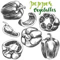 Peppers bell vegetable set hand drawn vector illustration realistic sketch