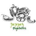 Peppers bell vegetable set hand drawn vector illustration realistic sketch