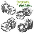 Peppers bell vegetable set hand drawn vector illustration realistic sketch