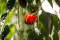 Peppers grow on a branch in a greenhouse Royalty Free Stock Photo