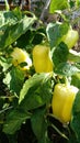 Peppers growing in the garden. organic food Royalty Free Stock Photo