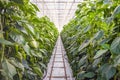 Peppers growing without soil in an Dutch greenhouse Royalty Free Stock Photo