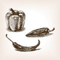 Peppers hand drawn sketch style vector