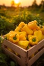 Peppers harvested in a wooden box with field and sunset in the background. Royalty Free Stock Photo