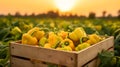 Peppers harvested in a wooden box with field and sunset in the background. Royalty Free Stock Photo