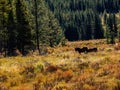 Peppers Lake Provincial Recreaction Area Clearwater County Alberta Canada Royalty Free Stock Photo