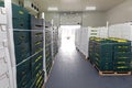 Peppers Pallets Cold Storage