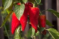 Peppers on plants