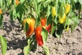 Peppers are ripe in the garden