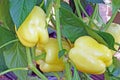 Peppers ripening in greenhouse