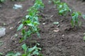 Peppers seedling in the garden Royalty Free Stock Photo