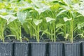 Peppers seedlings greenhouse. Growing pepper seedlings. Greenhouse Pepper sprouts