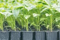 Peppers seedlings greenhouse. Growing pepper seedlings. Greenhouse Pepper sprouts