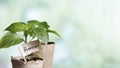 Peppers seedlings grown in greenhouse. Young fresh sprout in sunlight in a greenhouse. Green young seedling of plant sweet pepper Royalty Free Stock Photo