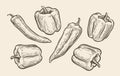 Peppers set sketch. Food vintage vector illustration