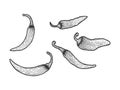 Peppers sketch engraving vector illustration
