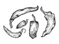 Peppers sketch engraving vector illustration