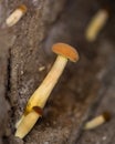 Peppery bolete mushrooms in cellar (Chalciporus piperatus)