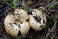 Peppery Milky Caps Wild Mushrooms -  Lactarius piperatus Royalty Free Stock Photo