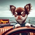 Peppo the chihuahua dog driving a cabriolet car in california funny illustration Royalty Free Stock Photo