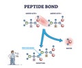 Peptide bond as amino acids formation in protein reaction outline diagram Royalty Free Stock Photo