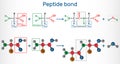 Peptide bond. Formation of amide bonds from two amino acids as a result of protein biosynthesis reaction. It is process is a Royalty Free Stock Photo