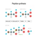 Peptide synthesis. Two amino acids combined into a peptide to form a water molecule and a peptide bond