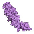 Peptidylarginine deiminase 4 (PAD4, SNP variant) enzyme. Catalyzes citrullination of proteins, i.e. conversion of arginine Royalty Free Stock Photo