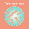 vector illustration graphic of the bacteria peptostreptococcus Royalty Free Stock Photo