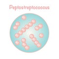 vector illustration graphic of the bacteria peptostreptococcus