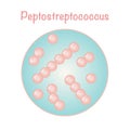 vector illustration graphic of the bacteria peptostreptococcus Royalty Free Stock Photo