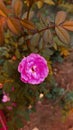 Pequena e delicada rosa Royalty Free Stock Photo