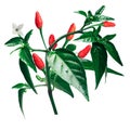 Pequin piquin chile pepper plant, paths