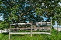 Beautiful pequi tree photographed in the region of IgarapÃÂ©, Minas Gerais, Brazil.