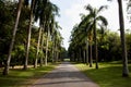 Peradeniya Royal Botanical Gardens - Kandy - Sri Lanka Royalty Free Stock Photo