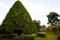 Peradeniya Royal Botanical Gardens - Kandy - Sri Lanka Royalty Free Stock Photo