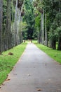 Peradeniya Royal Botanical Gardens - kandy - Sri lanka Royalty Free Stock Photo