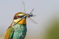 Peradise bird with blue dragonfly in the beak Royalty Free Stock Photo