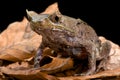 Perak horned toad (Megophrys aceras) Royalty Free Stock Photo