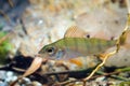 Perca fluviatilis, European perch, freshwater predator fish in biotope aquarium, nature photo Royalty Free Stock Photo